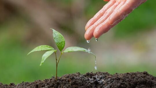 Pengertian, Jenis, Hutan Konservasi Serta Fungsinya