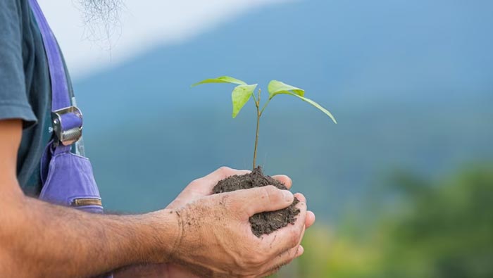10 Manfaat Hutan Mangrove Bagi Lingkungan Sekitar