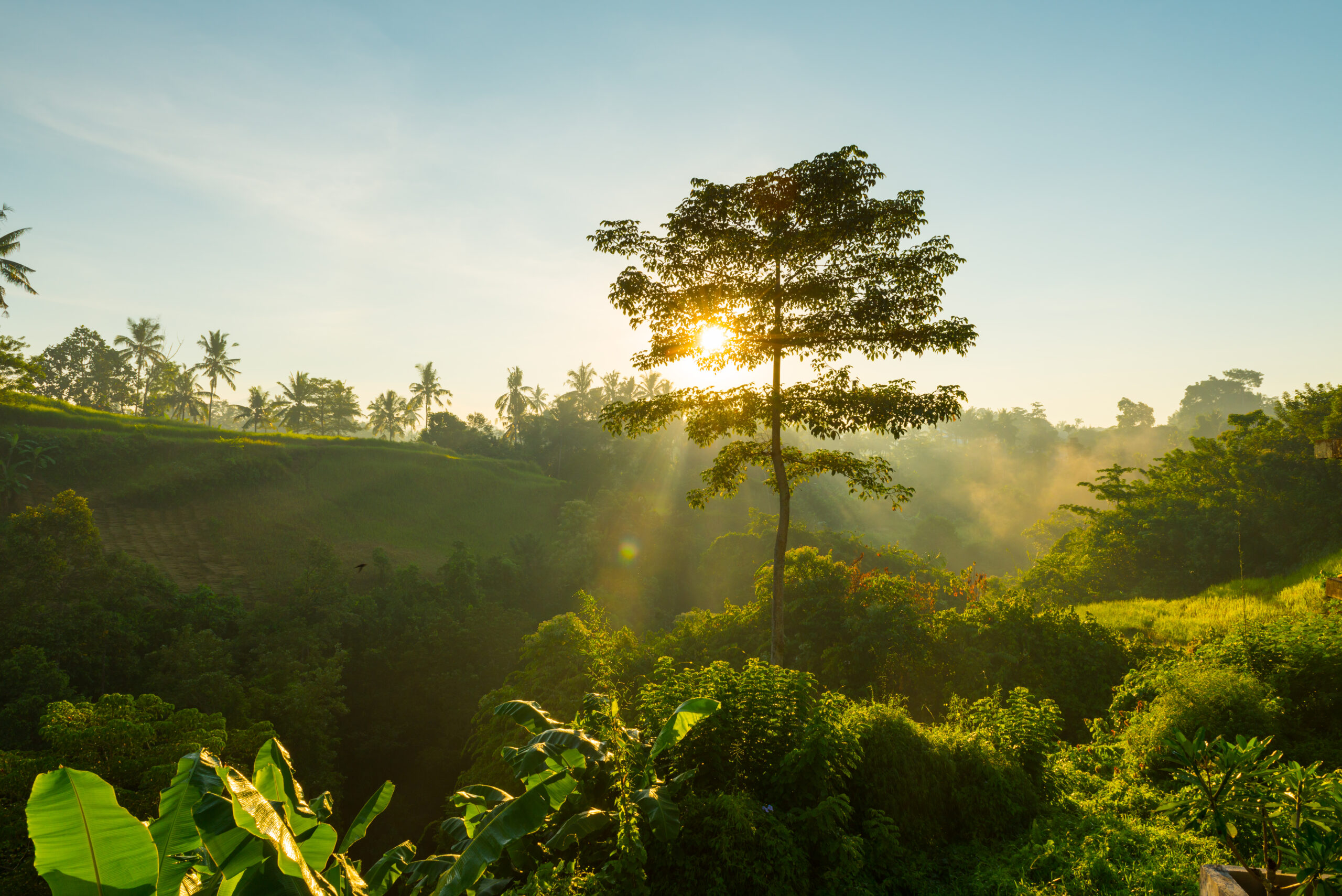 Konsultasi Karbon Mendukung Tercapainya Net Zero Emission